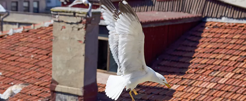 Residential Chimney Animal Removal Solution in Munster, IN